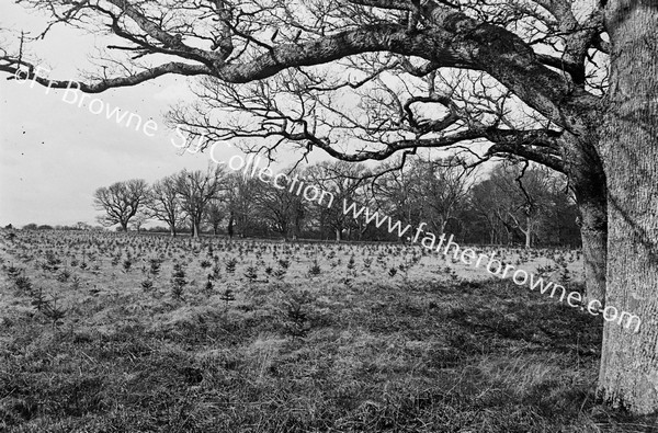 YOUNG PLANTATION SEEN FROM BENEATH OAK TREE BESIDE AUSTRALIAN GATE